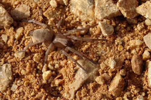 Drassodes sp.